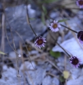 Erigeron morrisonensis CMBTW1739