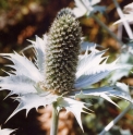Eryngium giganteum