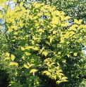 Eucommia ulmoides 