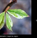 Euonymus alatus 'Nishiki'
