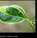 Euonymus hamiltonianus 'Japan Treasure'