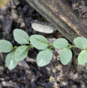 Euonymus aff.echinatus