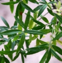 Euonymus morrisonensis BSWJ3700