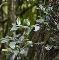 Euonymus spraguei