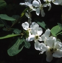 Exochorda giraldii var.wilsonii