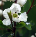 Exochorda korolkowii