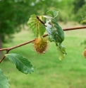 Fagus crenata