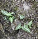 Fallopia multiflora CMBTW1522