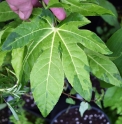 Fatsia japonica 'Murakumo Nishiki'