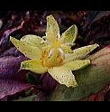 Tricyrtis flava