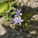 Geranium asphodeloides 
