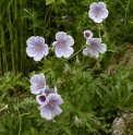 Geranium clarkei