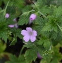 Geranium endresii