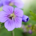 Geranium erianthum