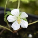 Geranium erianthum f.leucanthum