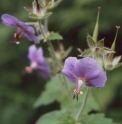 Geranium eriostemon CBCH137 