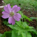 Geranium gracile