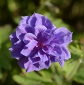 Geranium himalayense 'Birch Double'