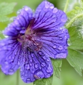 Geranium ibericum