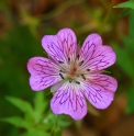 Geranium koraiense