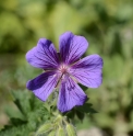 Geranium x magnificum