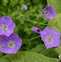 Geranium orientalitibeticum