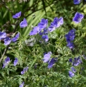 Geranium 'Orion'