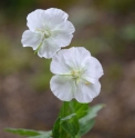 Geranium phaeum 'Album' 