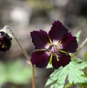 Geranium phaeum 'Mourning Widow' ('Samobor')