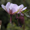 Geranium refractum