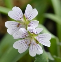 Geranium renardii