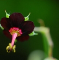 Geranium sinense 