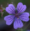 Geranium renardii 'Stéphanie'