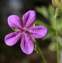 Geranium yezoense var.nipponicum 