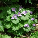 Glaucidium palmatum 