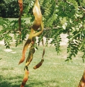 Gleditsia sinensis