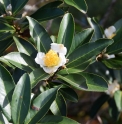 Gordonia axillaris CMBJP1987