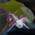 Epimedium 'Hagoromo'