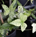 Hedera helix 'Shirayukihime'