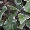 Hedera algeriensis 'Souvenir de Marengo'