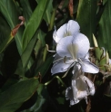 Hedychium coronarium