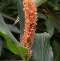 Hedychium densiflorum