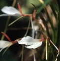 Hedychium spicatum  