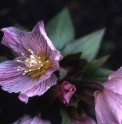 Helleborus thibetanus