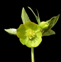 Helleborus odorus