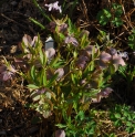 Helleborus purpurascens