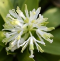 Heloniopsis orientalis 'Alba'