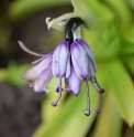 Heloniopsis orientalis 'Blue form'