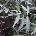Helwingia chinensis CBCH808