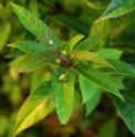 Helwingia chinensis CBCH371
